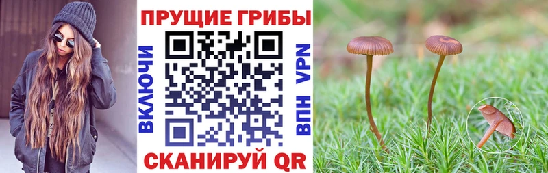 Псилоцибиновые грибы Psilocybe  Саратов 